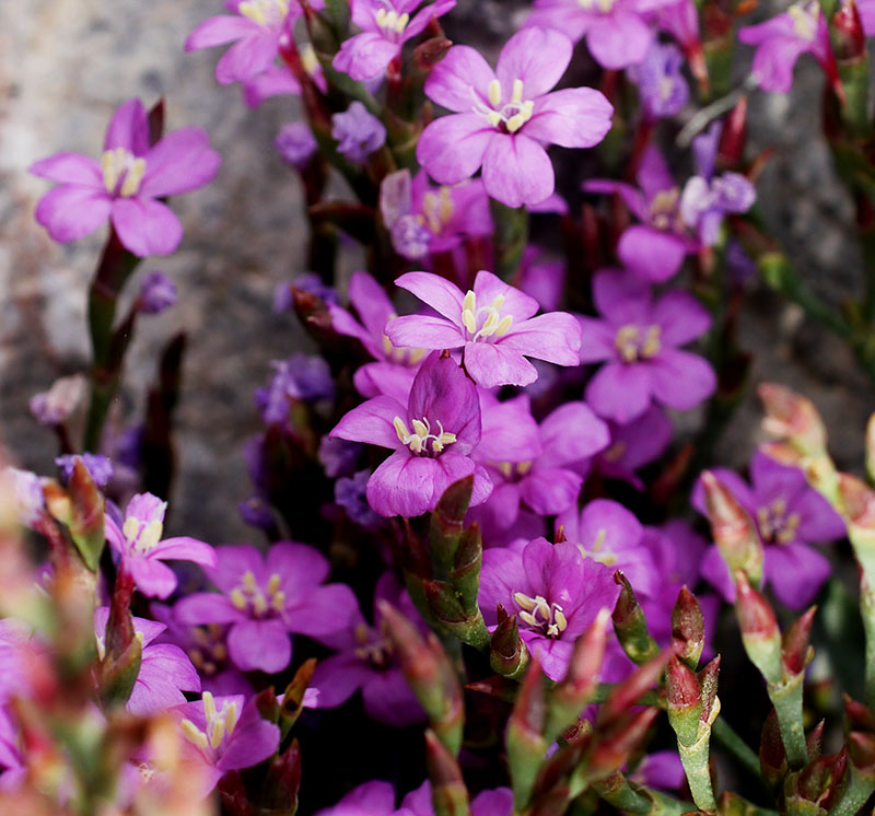 Limoniastrum monopetalum #55344