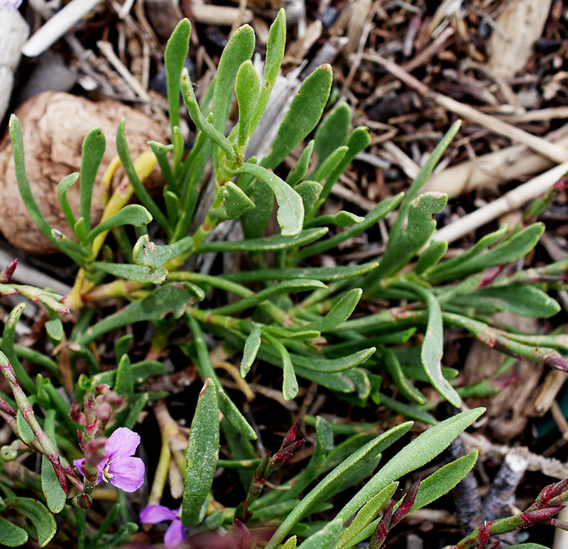 Limoniastrum monopetalum #55343