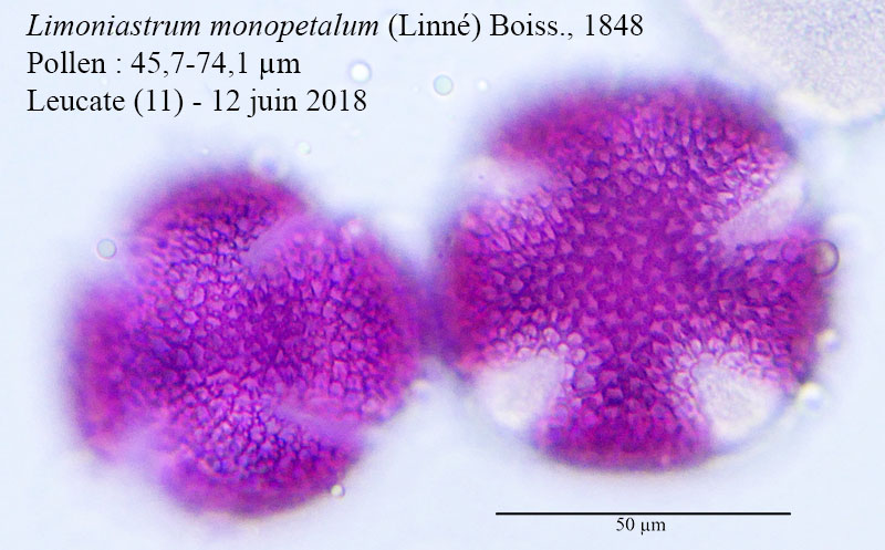 Limoniastrum monopetalum #55349