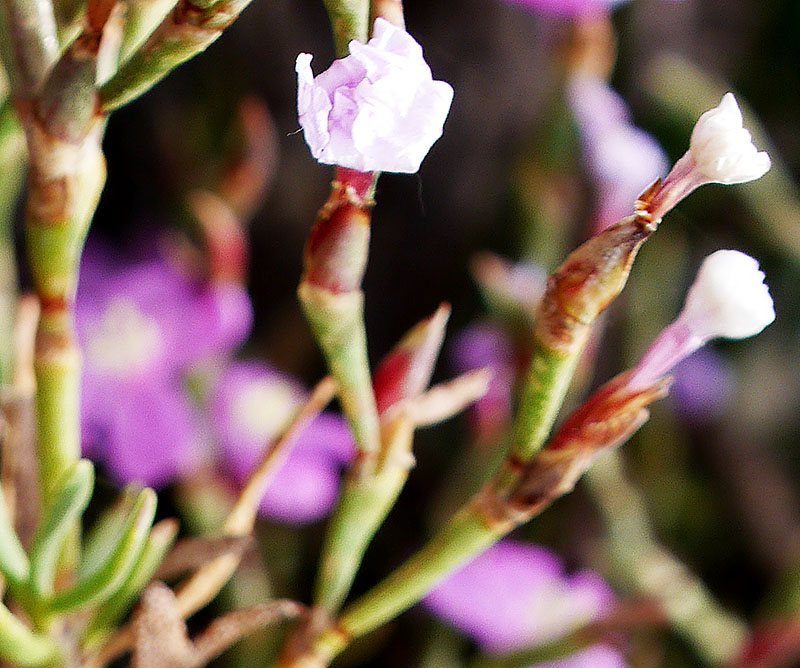 Limoniastrum monopetalum #55346