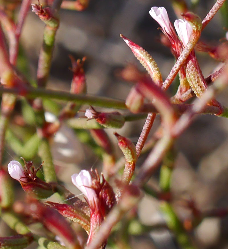 Limonium echioides #55574