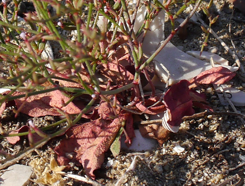 Limonium echioides #55572