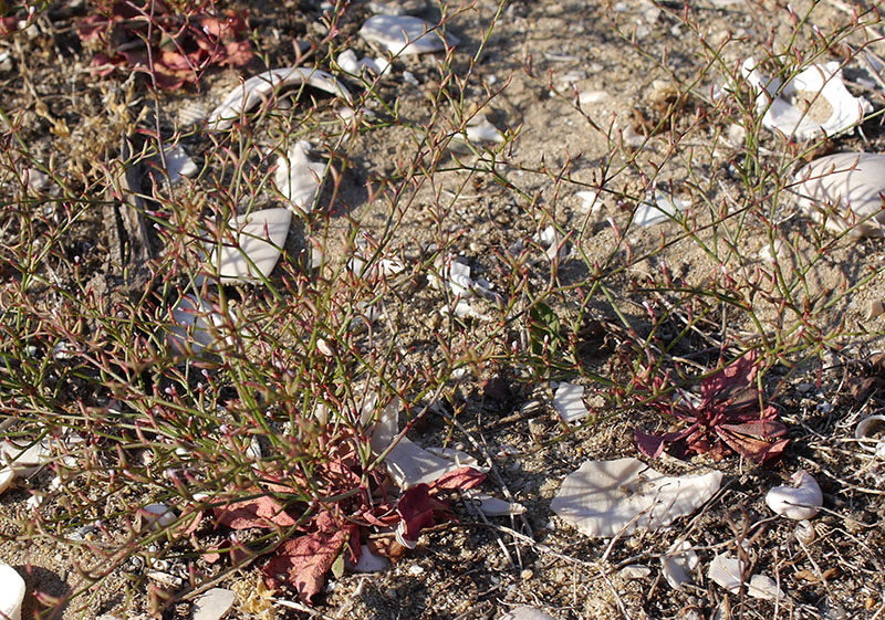 Limonium echioides #55571