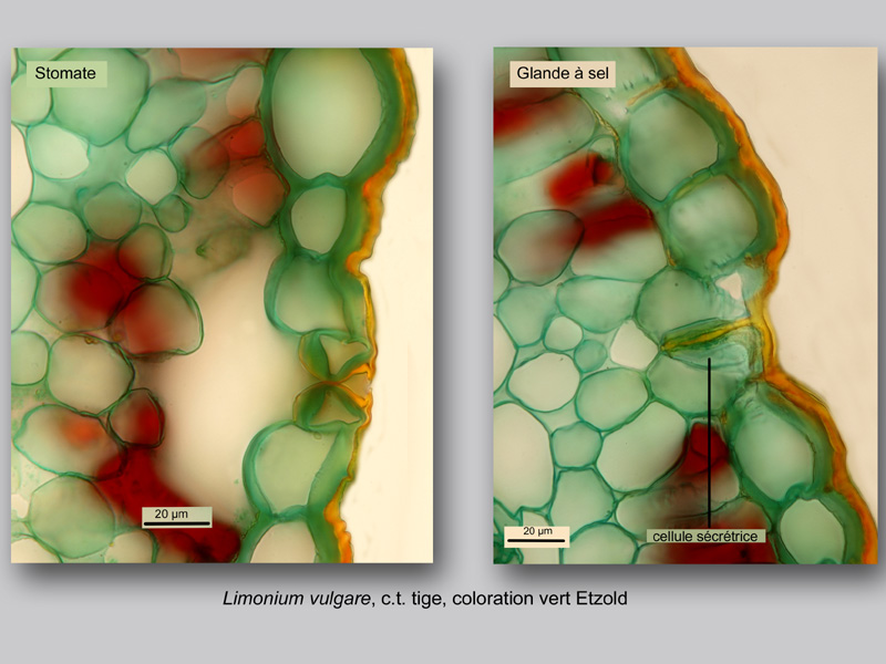 Limonium vulgare, histologie, histology #23031