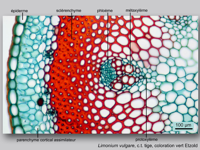 Limonium vulgare, histologie, histology #23030