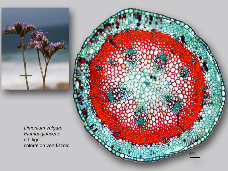 Limonium vulgare, histologie, histology #23029