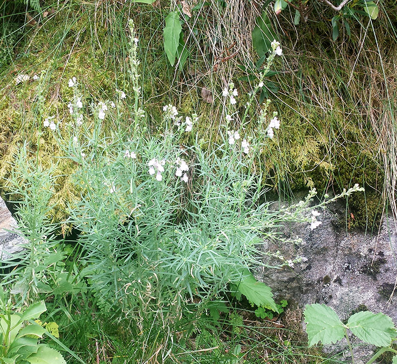 Linaria repens #54463