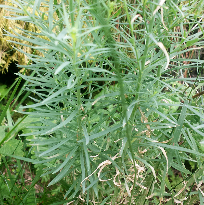 Linaria repens #54464