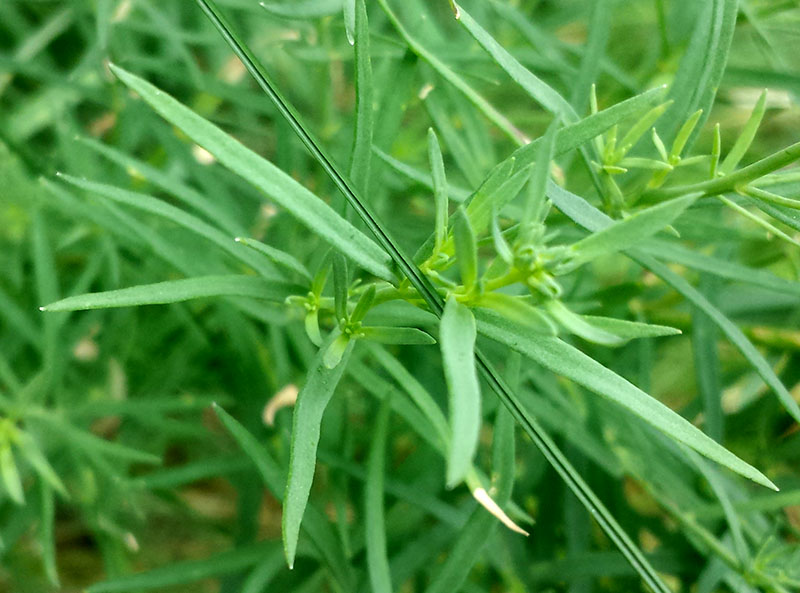 Linaria repens #54465