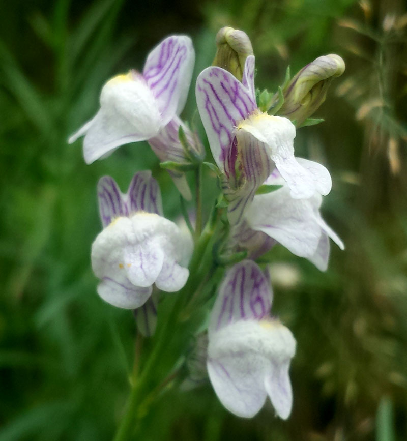 Linaria repens #54468