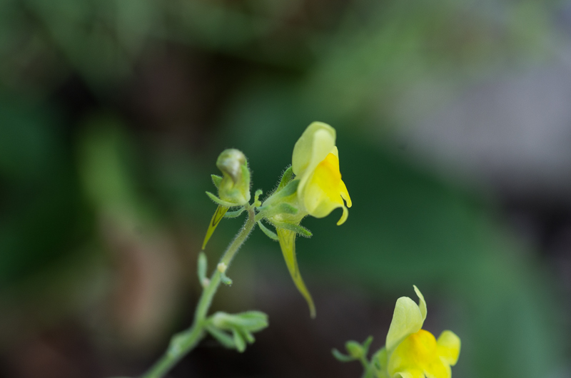 Linaria supina L. #41922