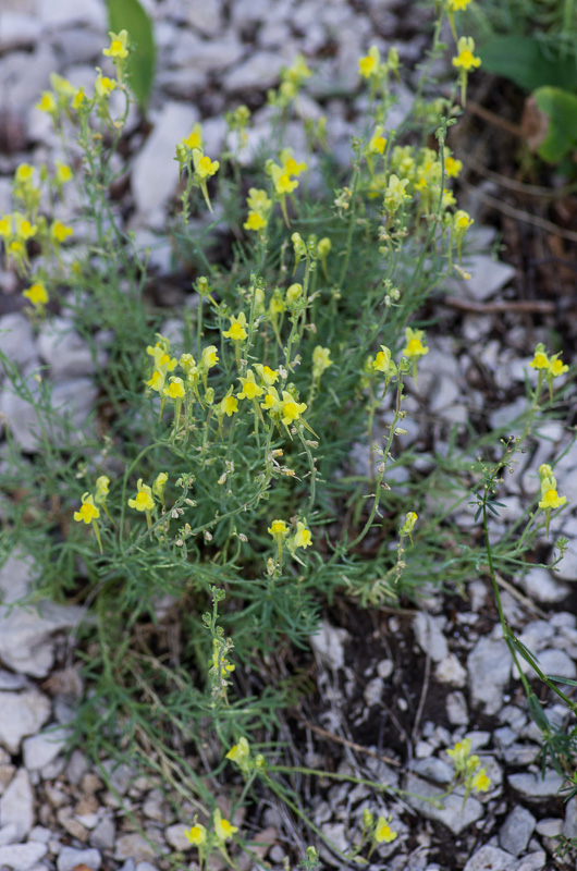 Linaria supina L. #41920