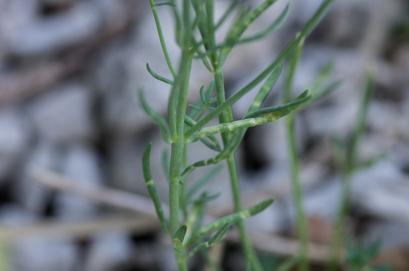 Linaria supina L. #41921