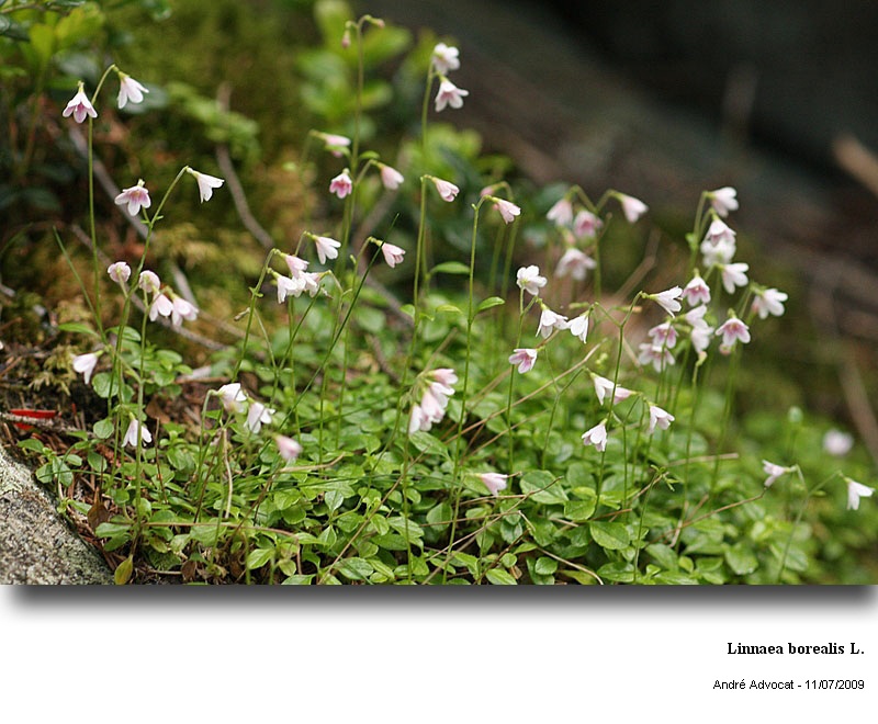 Linnaea borealis L. #11588