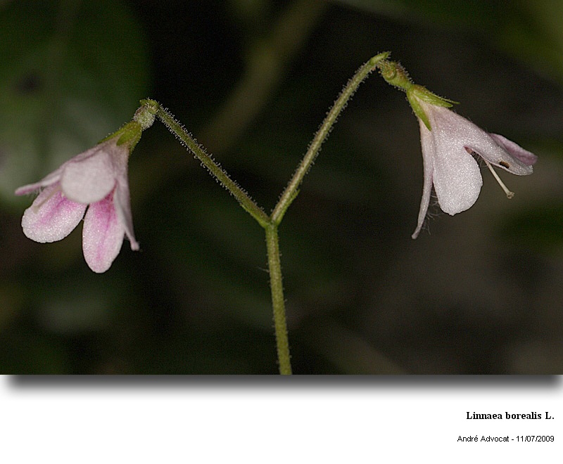 Linnaea borealis L. #11586