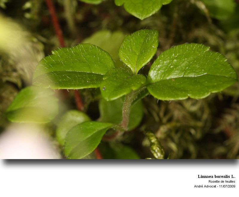 Linnaea borealis L. #11595