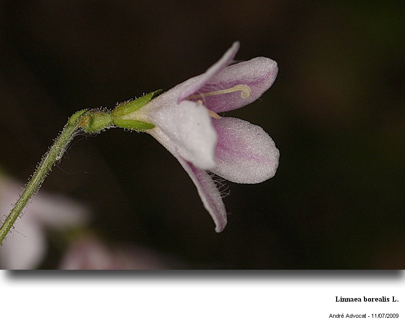 Linnaea borealis L. #11589