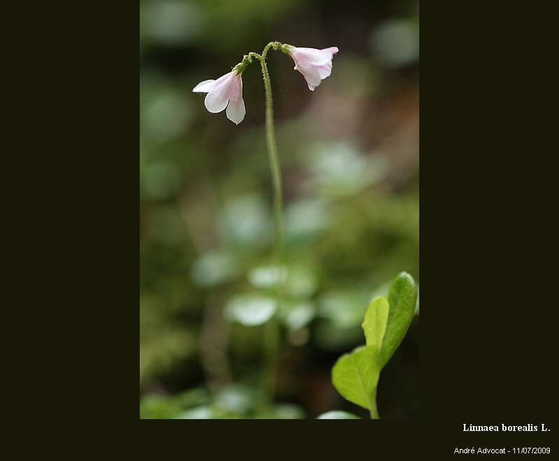 Linnaea borealis L. #11585