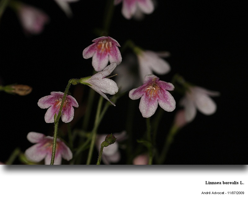 Linnaea borealis L. #11590