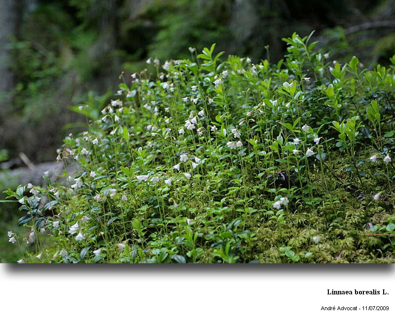 Linnaea borealis L. #11583