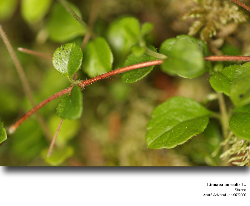 Linnaea borealis L. #11594