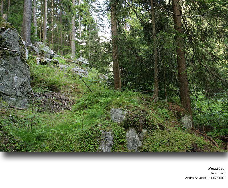 Linnaea borealis L. #11584