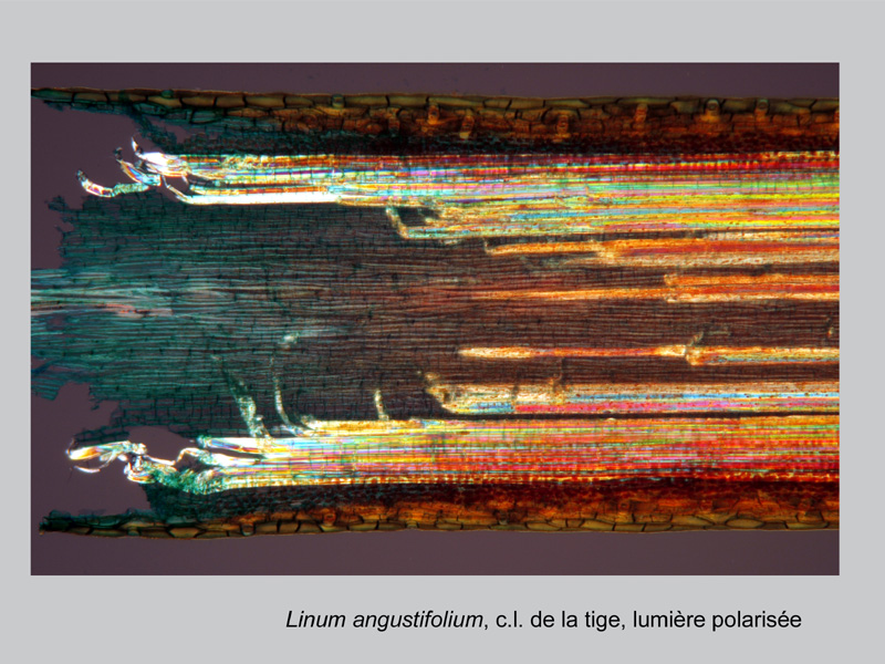 Linum angustifolium, histologie, histology. #21665