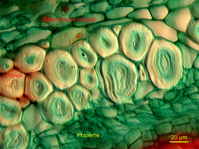 Linum angustifolium, histologie, histology. #21667