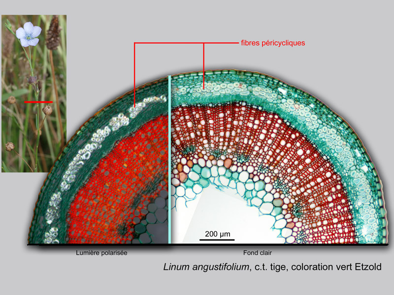 Linum angustifolium, histologie, histology. #21663