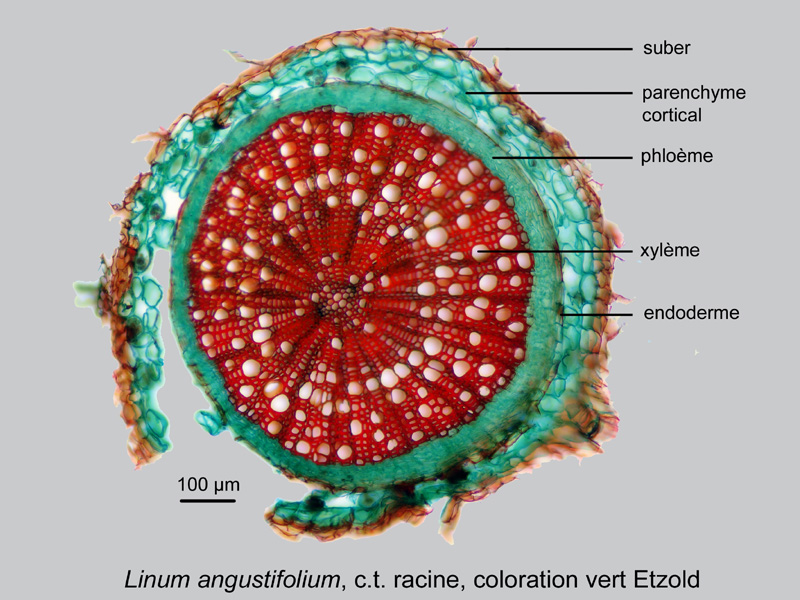 Linum angustifolium, histologie, histology. #21666