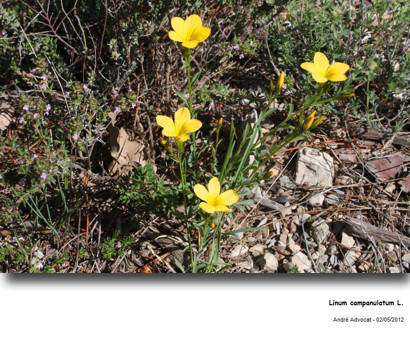 Linum campanulatum L. #27060