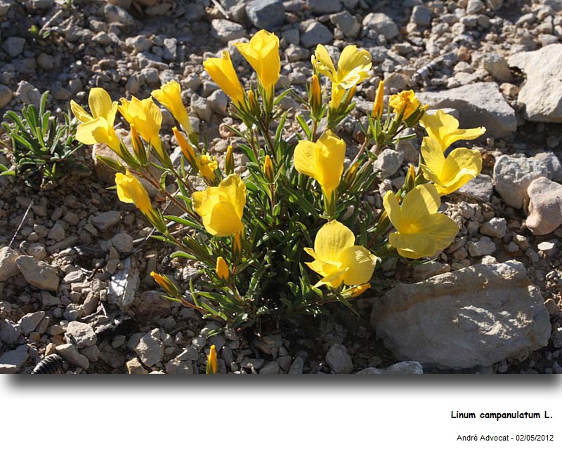 Linum campanulatum L. #27061