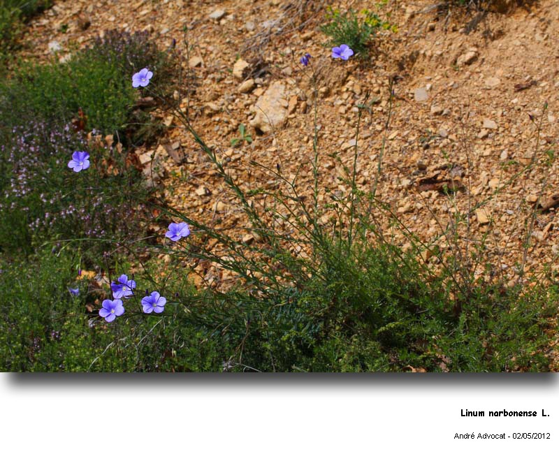Linum narbonense L. #27741