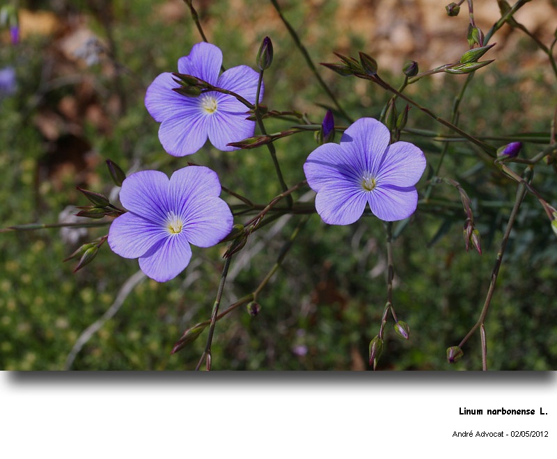 Linum narbonense L. #27742