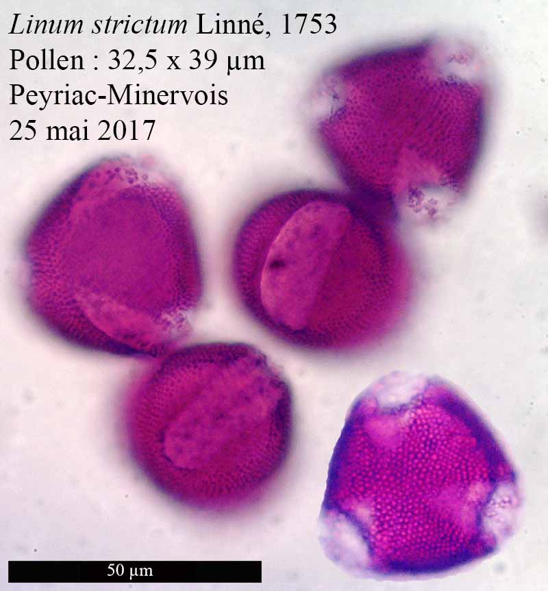 Linum strictum #50239