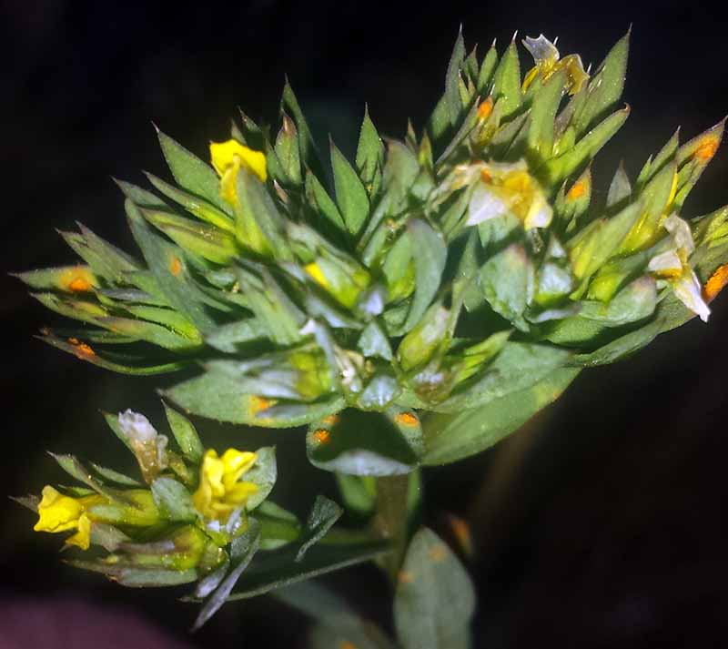 Linum strictum #50233