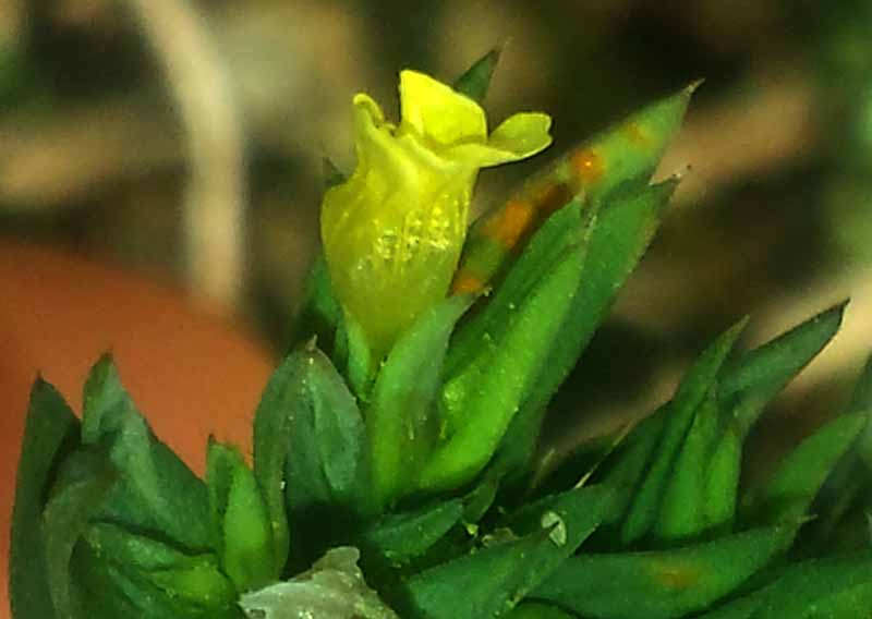 Linum strictum #50235