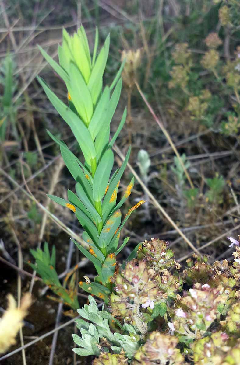 Linum strictum #50230