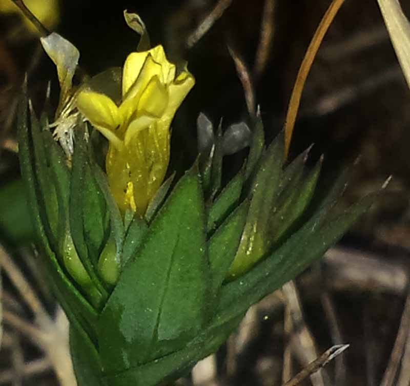 Linum strictum #50234