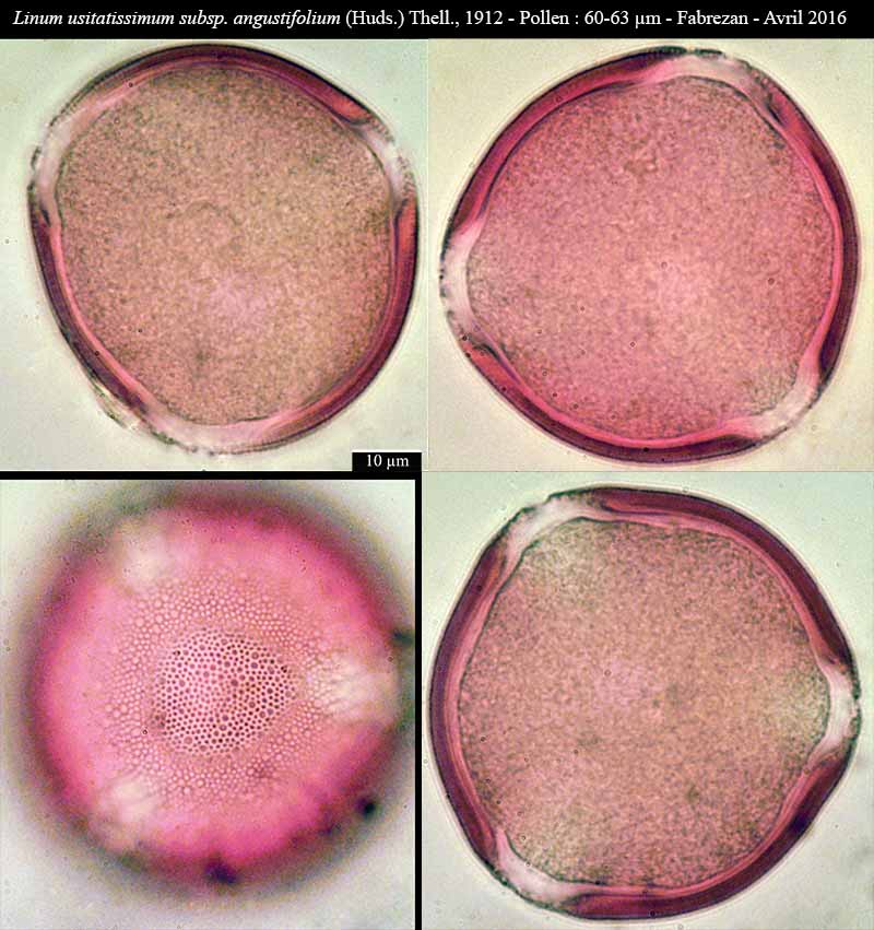 Linum usitatissimum subsp. angustifolium (Huds.) Thell #45398