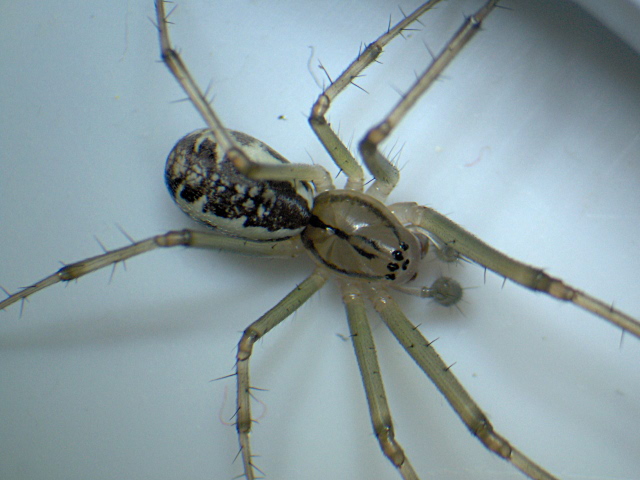 Linyphia triangularis - Linyphiinae - Linyphidée #4827