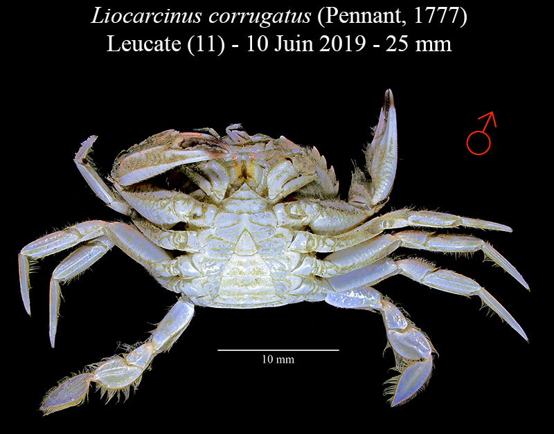Liocarcinus corrugatus #60325