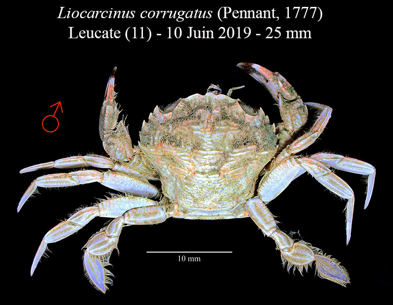 Liocarcinus corrugatus #60324