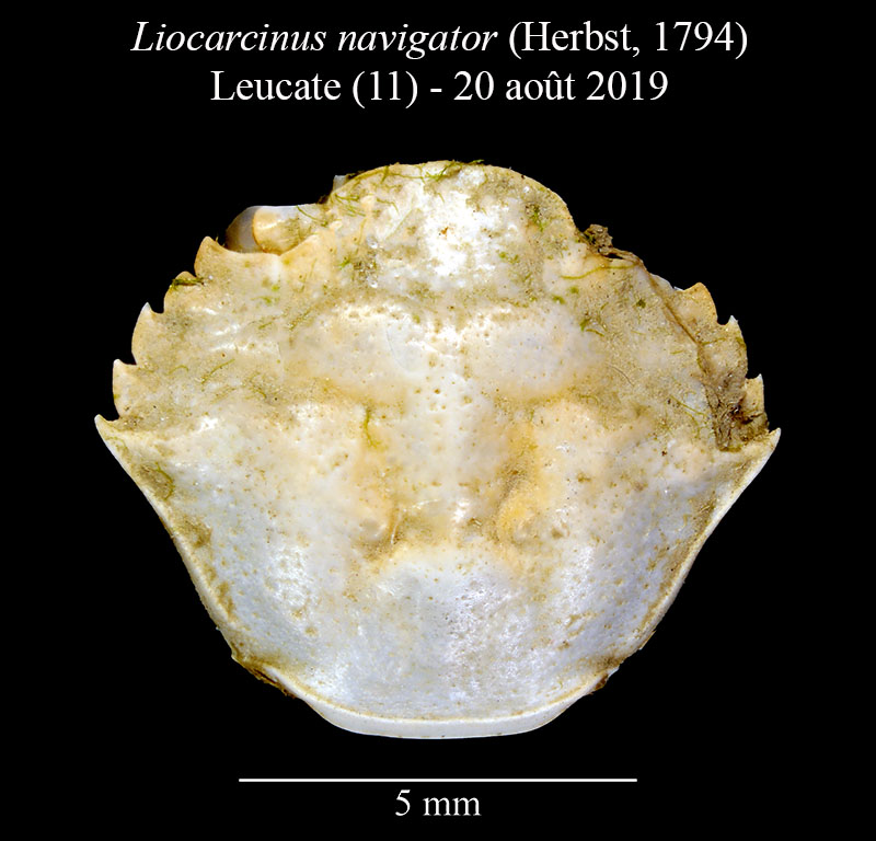Liocarcinus navigator #60327