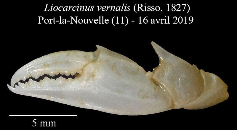 Liocarcinus vernalis #58899