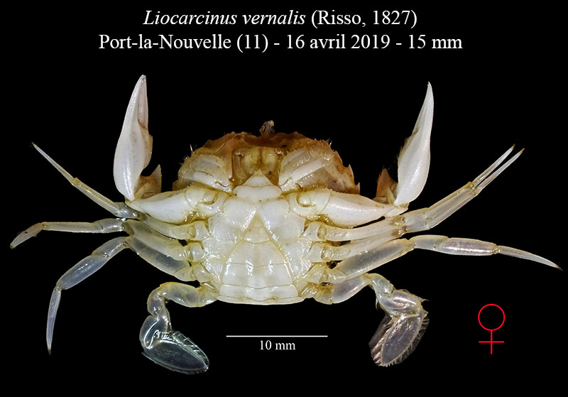 Liocarcinus vernalis #58898