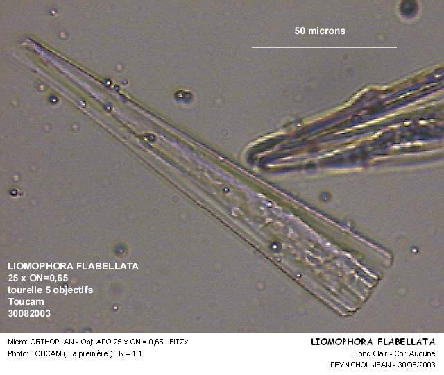 LIOMOPHORA FLABELLATA #32004