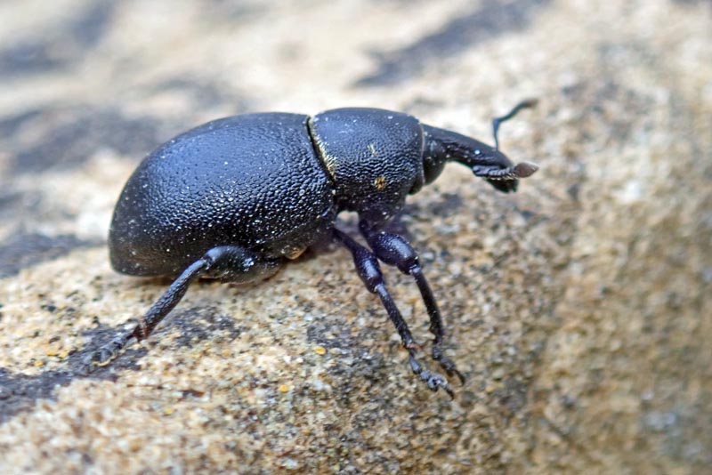 Liparus coronatus (Goeze) #59982