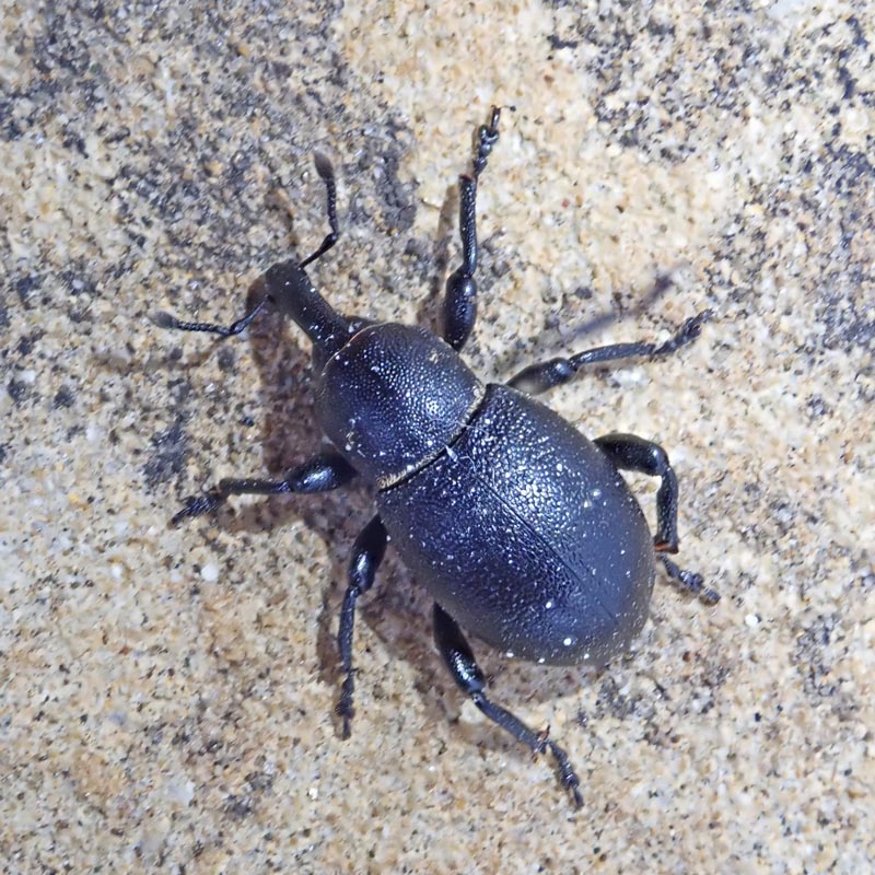 Liparus coronatus (Goeze) #59979