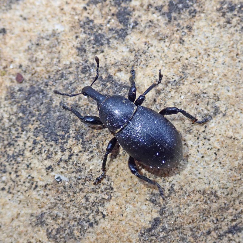 Liparus coronatus (Goeze) #59980